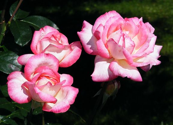 Iobelle photo io2013_08140015_zpsbf6e4ece.jpg